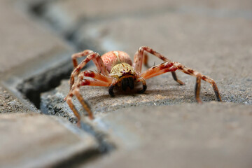 Selective Focus A large, red-haired, menacing-looking arachnid lay on the ground. See the amazing details of the spider.