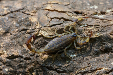 Close-up of Hottentotta tamulus, a small scorpion in Thailand. Small, fast But the venom is more powerful than a large scorpion. Likes to secretly hide in piles of clothes and under tree bark.