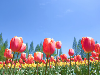 青空とチューリップ畑