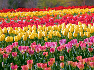 満開のチューリップ畑