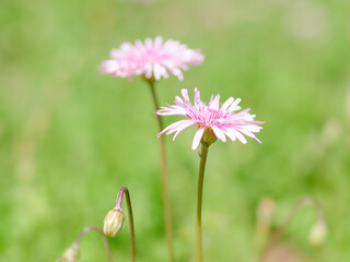 モモイロタンポポ