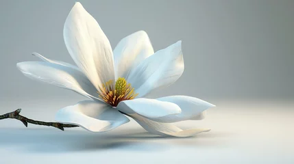 Gordijnen A beautiful white magnolia flower in full bloom against a soft, neutral background. © Nijat