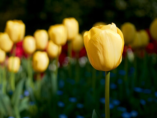 黄色いチューリップ