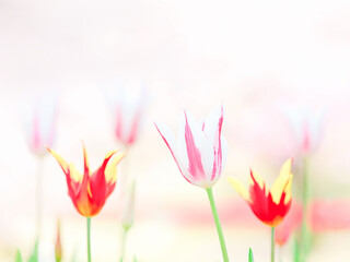 ユリ咲きチューリップ