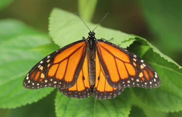 Monarchfalter - Monarch butterfly