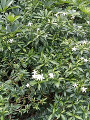 green leaves background
