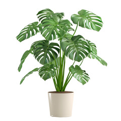 Monstera in pot on transparency background PNG