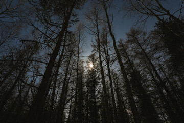 Bright moon light with starry sky, view through the night forest in winter.