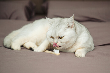 British shorthair  cat playing with a toothbrush.