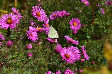 butterfly  Brassica papilio on flowers in the garden