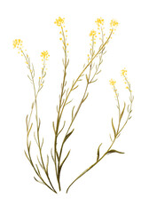 Floral botanical illustration of small yellow flowers, plant leaves, bush. Picture of greenery with gold on a white background. Herbs. Large format