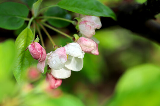Apple blossoms with rain drops, copy space