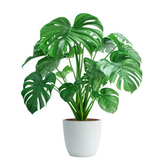Monstera in pot on transparency background PNG