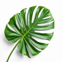 tropical leaf on transparency background PNG