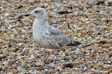 Obraz premium Portrait of a seagull in Brighton Beach, UK