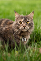 Maine Coon cat in the grass