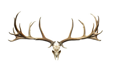 deer skull with antlers isolated on PNG Background. Generative Ai.
