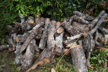stump in the forest