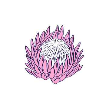 Protea flower black line art isolated on white background