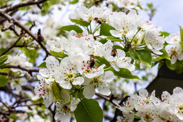 bees collect nectar on blooming branch of a pear tree spring day