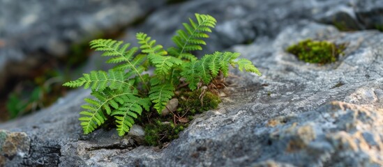 A small, vibrant green fern plant has managed to grow out of a crack in a rock, adding life to the otherwise barren landscape. The plants roots dig deep into the crevice, seeking sustenance from its