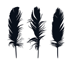 The set of bird feather silhouettes. 
