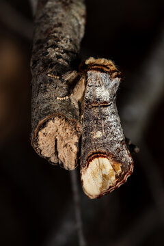 The buff-tip (Phalera bucephala) moth of the family Notodontidae.