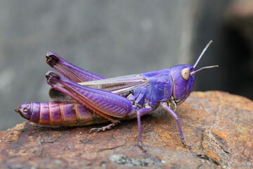 Striped-winged grasshopper (Stenobothrus lineatus) with erythrism