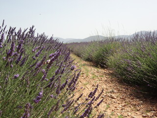 Fototapeta premium Campo di lavanda