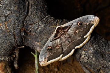 Saturnia pyri, the giant peacock moth, great peacock moth, giant emperor moth or Viennese emperor