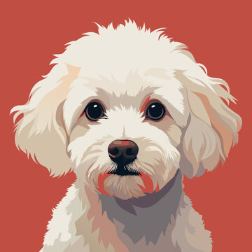 Cute Bichon Fris dog portrait vector