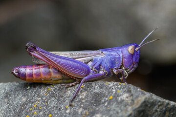 Striped-winged grasshopper (Stenobothrus lineatus) with erythrism