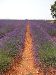 Campo di lavanda
