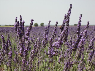 Campo di lavanda