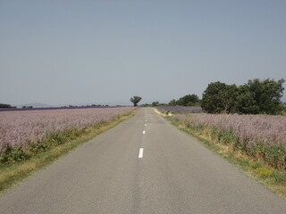 Campo di lavanda