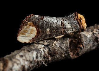The buff-tip (Phalera bucephala) moth of the family Notodontidae.