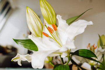 cut white decorative lily in vase