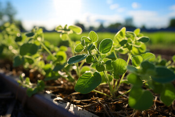 Planting Hydroponic Soybeans in Photorealistic open land