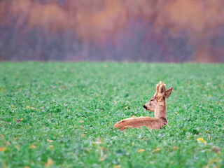 Roe deer, capreolus capreolus, lying on green field