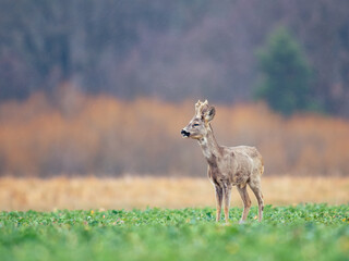 Roe deer buck on a field in rainy weather