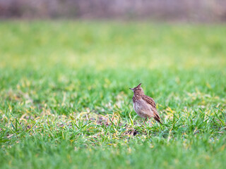 A Skylark, Alauda arvensis, sitting on a grassy mound near to where it is nesting.