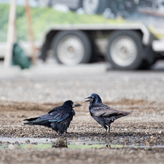 picture showing showing two crows which have an argument on gravel road in town
