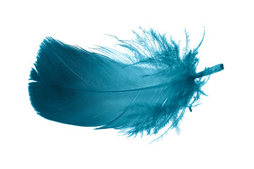 blue feathers on white isolated background	