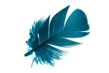 blue feathers on white isolated background	