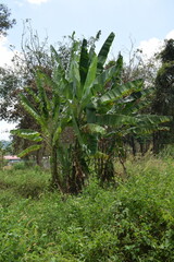 banana trees