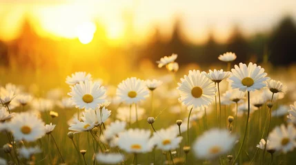 Foto op Canvas Golden Hour Glow: White Daisy Blooms in Sunset Field, Canon RF 50mm f/1.2L USM Capture © Nazia