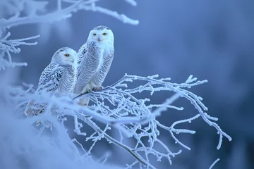 Photo sur Plexiglas Harfang des neiges Two snowy owls perched on a tree branch amidst a snowy landscape, Snowy owls perching on frost-covered branches under the moonlight, AI Generated