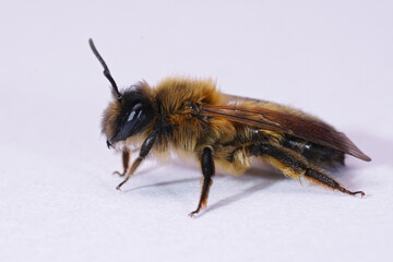 Closeup on a female of the rare and early flying Large Sallow, Mining Bee , Anderna apicata on white background