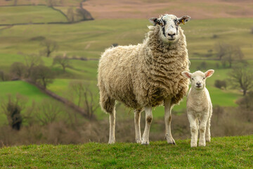 Swaledale mule ewe, or female sheep with her young lamb facing forward, with a backdrop of the beautiful Yorkshire Dales in late February.  Close up.  Horizontal.  Copy space © Moorland Roamer
