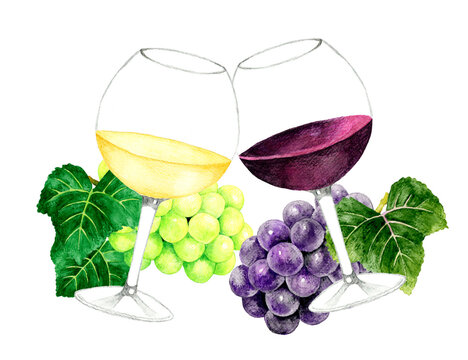 白ワインと赤ワインで乾杯　飲み物（お酒）の手描き水彩イラスト素材